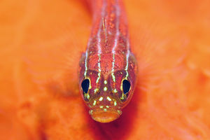 Helcogramma striata