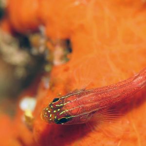 Helcogramma striata