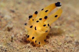 Thecacera pikachu