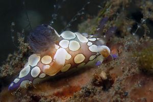 Trapania scurra