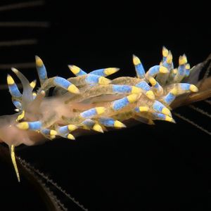 Trinchesia caerulea