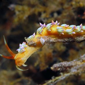 Trinchesia