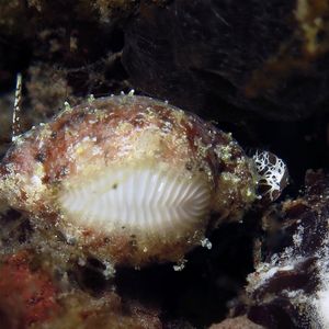 Trivirostra oryza