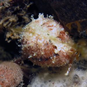 Trivirostra oryza