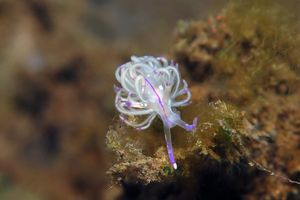 Unidentia sandramillenae