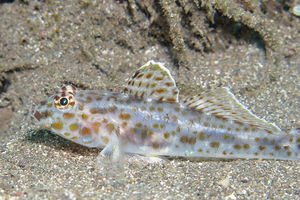 Fusigobius aureus