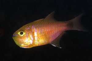 Archamia fucata