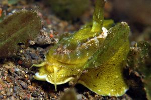 Macroschisma cuspidatum