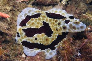 Pleurobranchus grandis