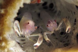 Thaumastocaris streptopus