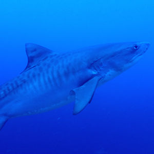 帕劳 Palau