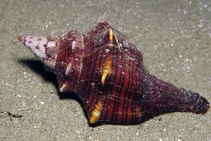 Pleuroploca trapezium