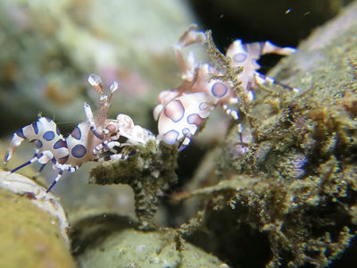 油彩腊膜虾搬运海星