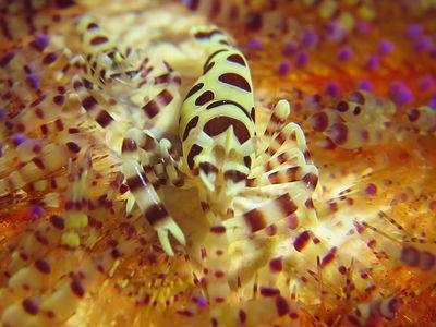 火焰海胆虾的虾腿挠后背