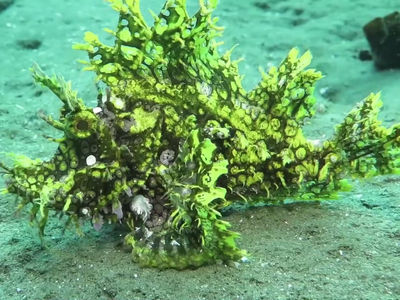 伊豆鲉和龙王鲉,两种分布较广的种类