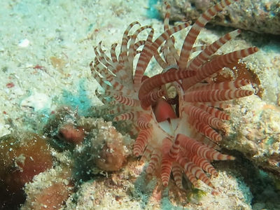 薄片狐蛤作为双壳纲动物,能游泳已经很厉害了