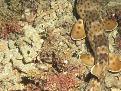 走路鲨鱼不是大壁虎啊哈