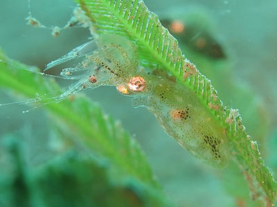 豆丁鱿鱼捕食小虾子