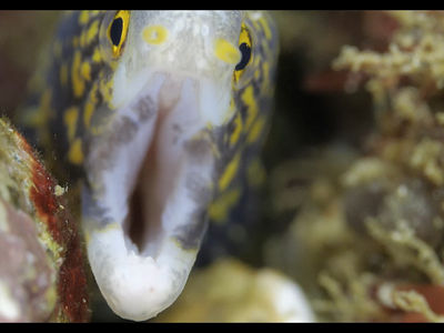 雪花鳗的牙齿与其他海鳗不同