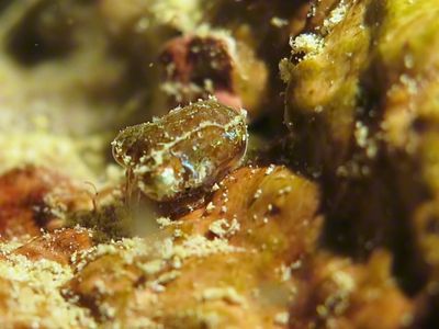 夜潜时常见的一种迷你小乌贼,耳乌贼