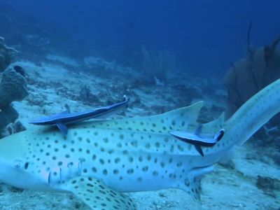 对于主动入镜头的豹纹鲨只能偏爱