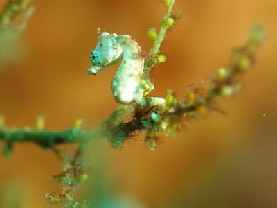 小于 1.7 厘米的纸片豆丁海马,我怎么都对不上焦