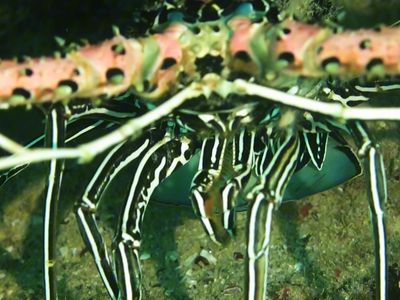 有没有人跟我一样是吃不出龙虾美味在哪里的