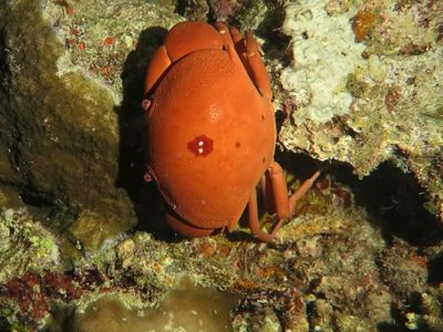 隆背瓢蟹夜行性