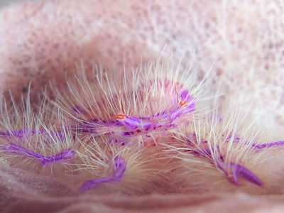 被昵称为仙女蟹的粉红毛铠甲虾生活在桶状海绵里