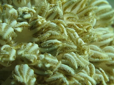 齐妮亚软珊瑚虾与生活环境