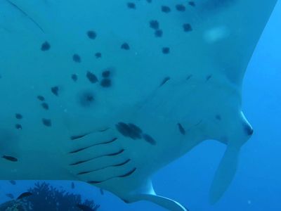 马尔代夫 manta清洁站