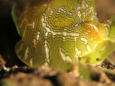 地理海兔食用海草