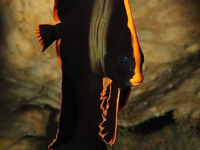 红边蝙蝠鱼拟态扁虫