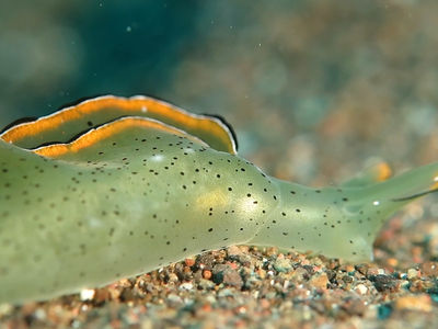 华丽海天牛觅食