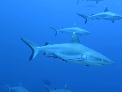 灰礁鲨水道巡游