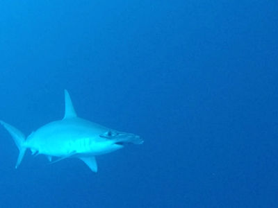锤头鲨出没是很令潜水员兴奋的