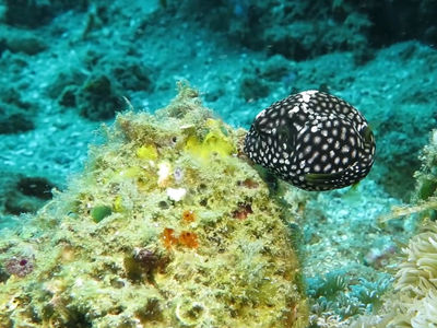 地图狗头鲀小时候觅食海藻