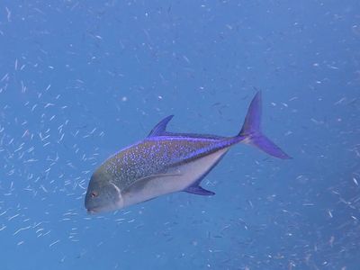 难得见到这么慵懒的蓝鳍鲹在鱼粥里