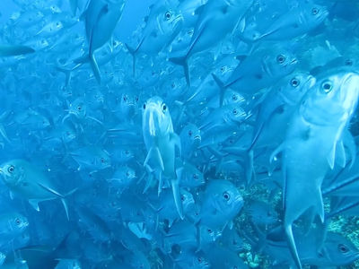 杰克鱼群风暴是很多潜水员向往的场景