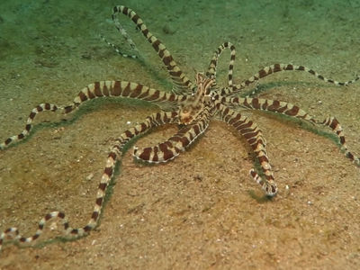 Mimic 拟态章鱼的变化