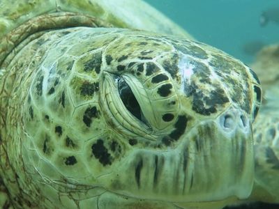 绿海龟一直眨眼,是困了吗?