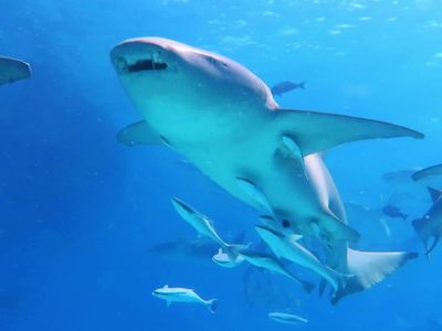 据说,因其头部形状类似于国际通用的护士帽而得名护士鲨