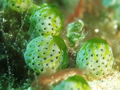 融于海鞘环境的海藻毛毛虾