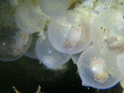 小火焰乌贼的出生