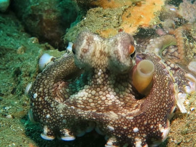 椰子章鱼的呼吸管位置左右互换