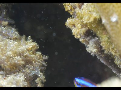 太阳魔多棘新箭齿雀鲷靓丽的幼年时期