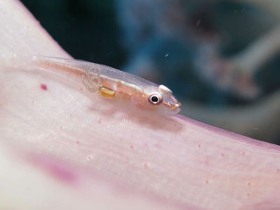 长着寄生虫的软珊瑚虾虎鱼