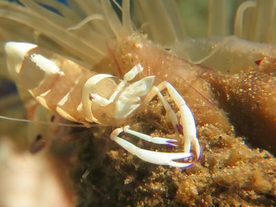 海葵虾悠哉觅食,边吃边挠痒痒