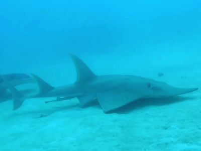 属于鳐鱼的吉他“鲨”