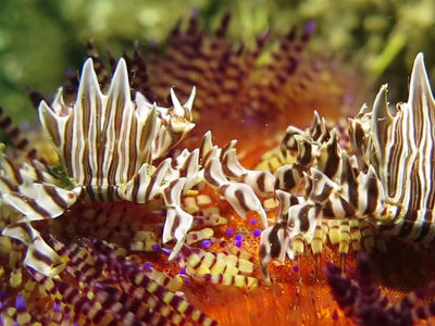 生活在火焰海胆里的斑马蟹,留意特别的演化成刺的腿